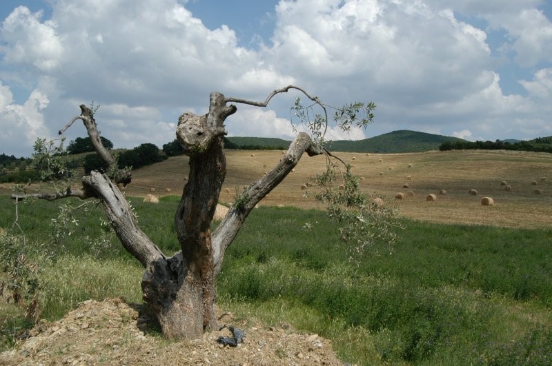 BIBBONA CAMPAGNA